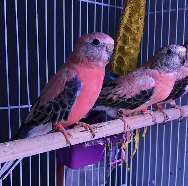 bourke-parakeet-bird-adoption