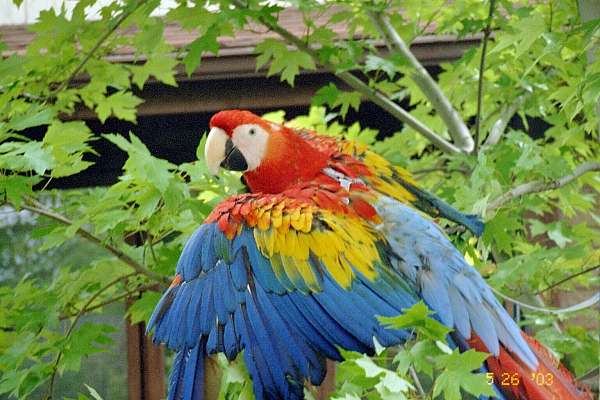baby-adult-macaw-for-sale