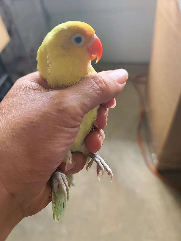 lovebird-for-sale