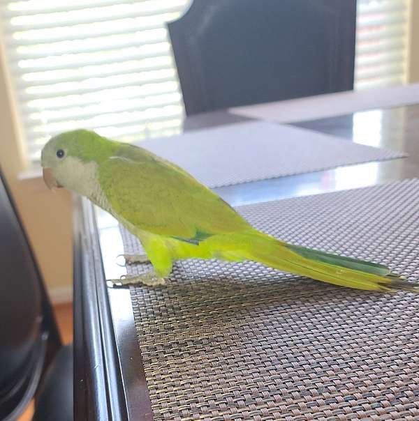 racing-parrot-for-sale