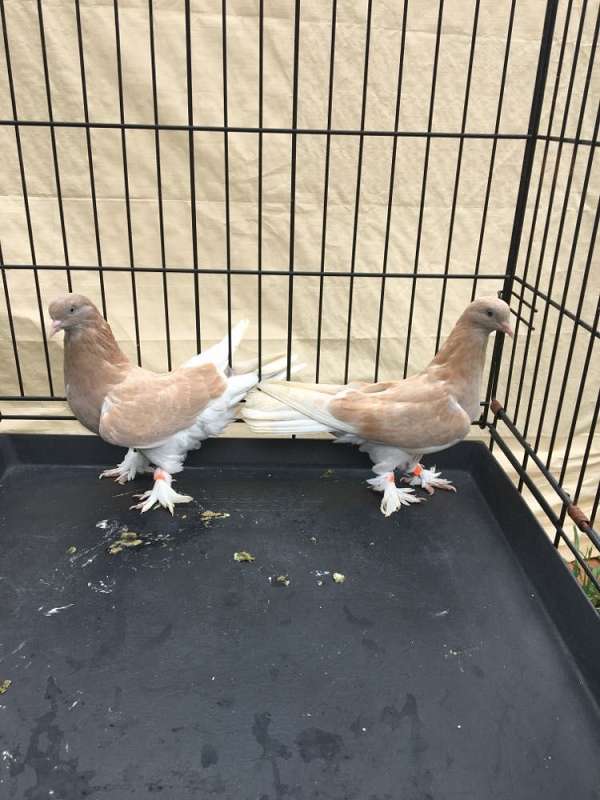orange-tumbler-pigeon-for-sale