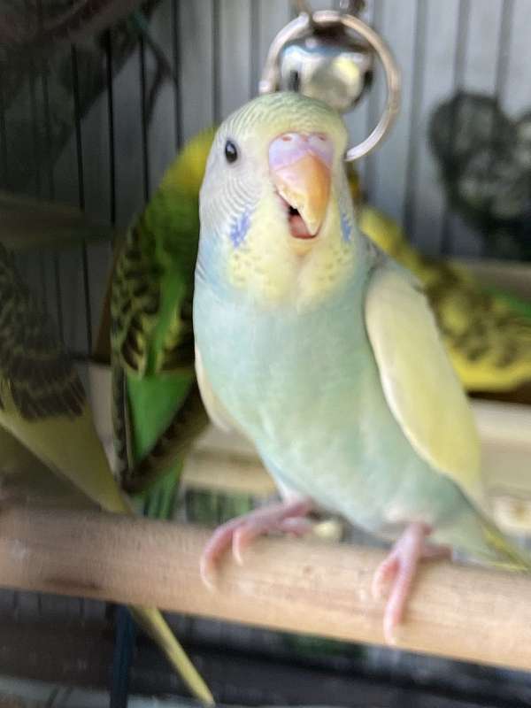 budgerigar-parakeet-for-sale-in-cypress-tx