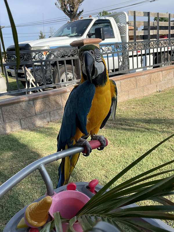 blue-gold-macaw-for-sale-in-pomona-ca