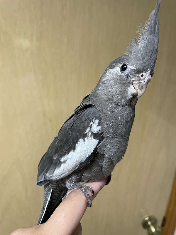 cockatiel-for-sale-in-essex-md