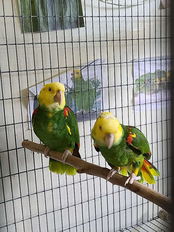 double-yellow-head-amazon-parrot-for-sale-in-manassas-va