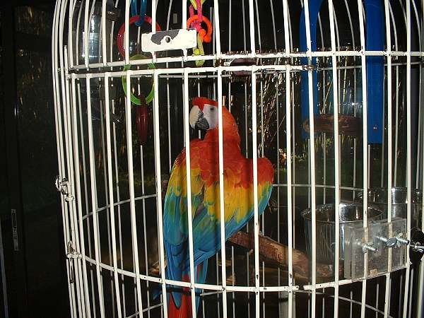 scarlet-macaw-for-sale-in-east-palatka-fl