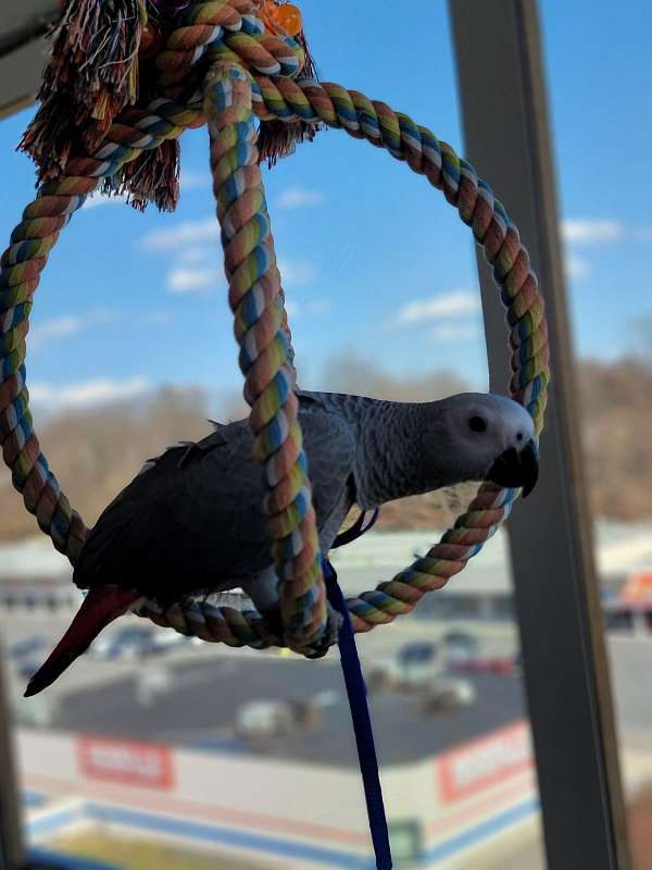 congo-african-grey-parrot-for-sale-in-scarsdale-ny