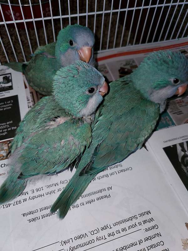 quaker-parrots-for-sale-in-piqua-oh