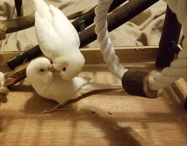 white-parakeet-for-sale