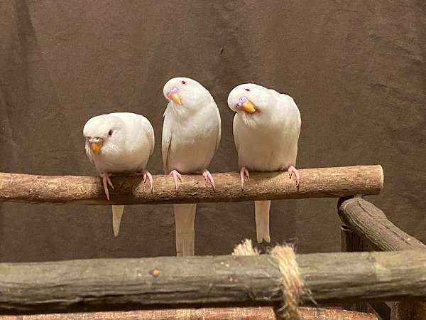 white-bird-for-sale