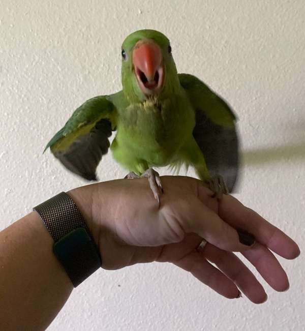 parrot-for-sale-in-richmond-tx