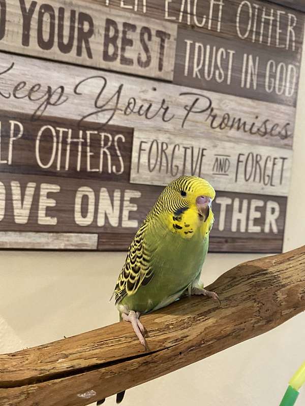 budgerigar-parakeet-for-sale
