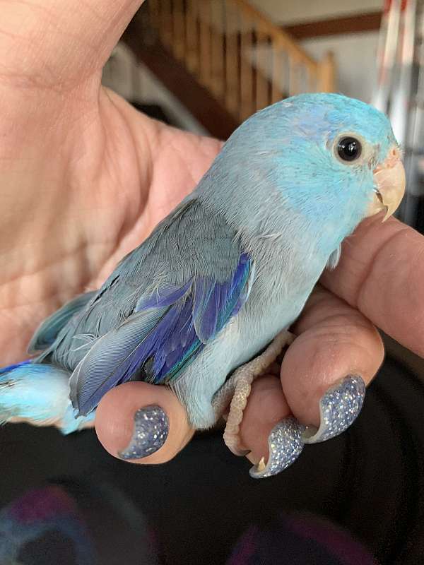 blue-bird-for-sale-in-hampshire-il