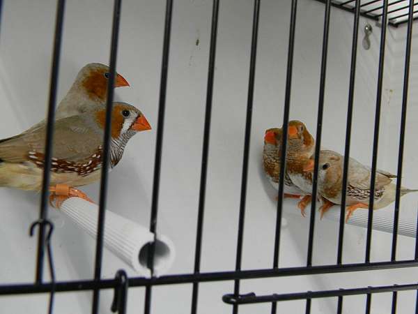 orange-bird-for-sale-in-naples-fl