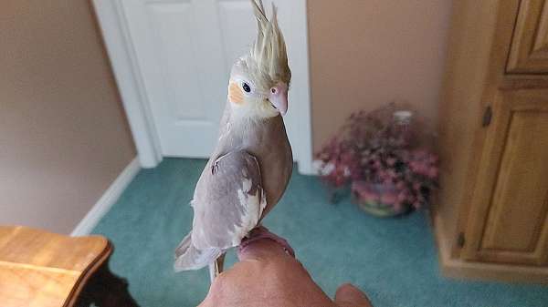 homing-tame-cockatiel-for-sale