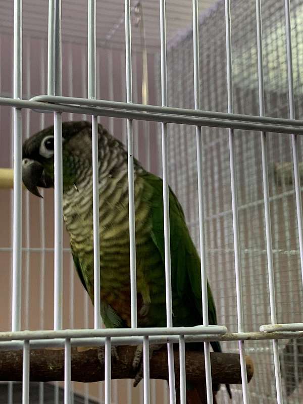 conure-for-sale