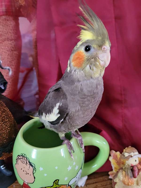 cockatiel-for-sale-in-struthers-oh