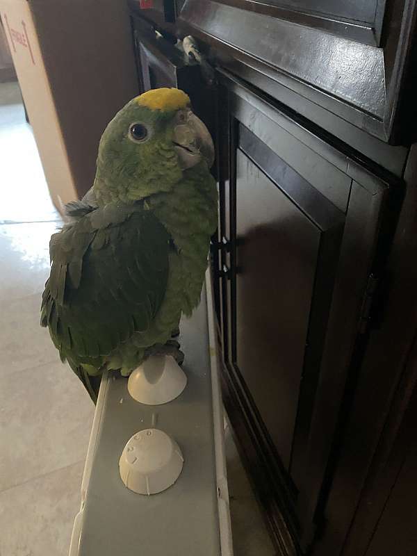 yellow-crown-amazon-parrot-for-sale-in-pleasantville-nj
