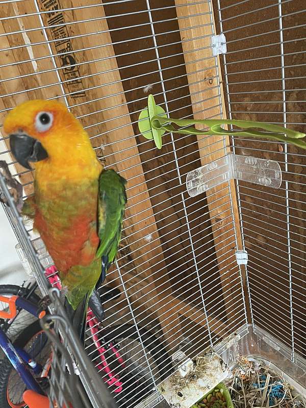 jenday-conure-for-sale-in-grayslake-il