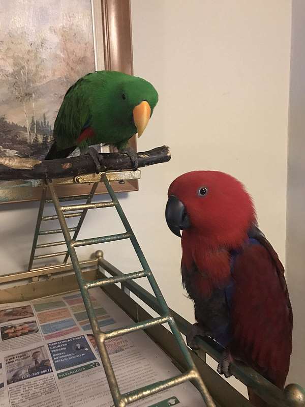 eclectus-parrots-for-sale-in-bolingbrook-il