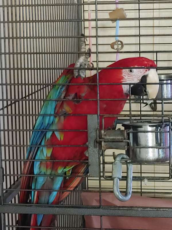 macaw-for-sale-in-s-chesterfield-va