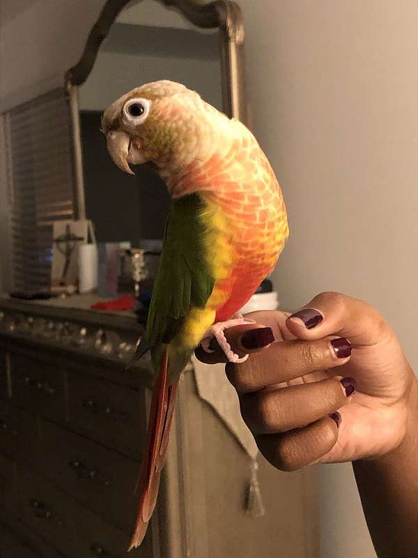 green-cheek-conure-for-sale-in-knightdale-nc