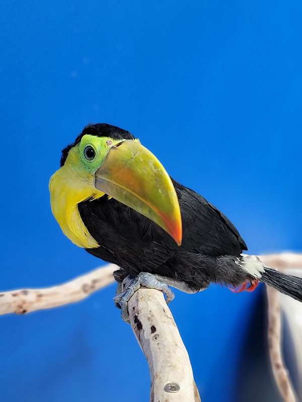 bird-parrot-for-sale-in-flower-mound-tx