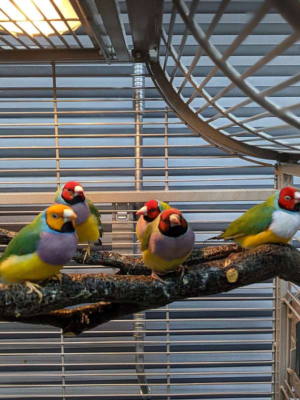 lady-gouldian-finch-for-sale-in-flower-mound-tx