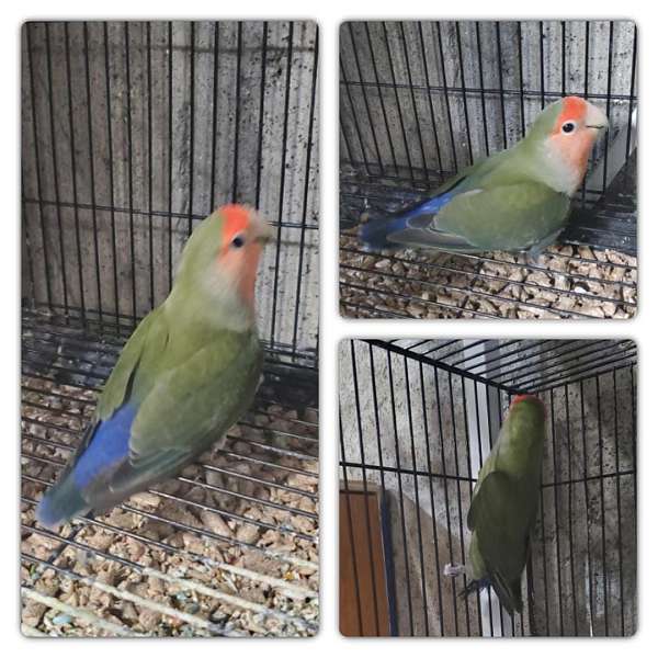 green-bird-for-sale-in-dudley-ma