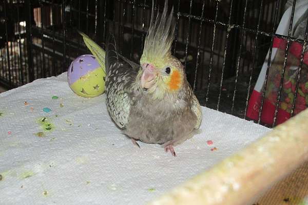 pearl-pied-bird-for-sale-in-northville-ny