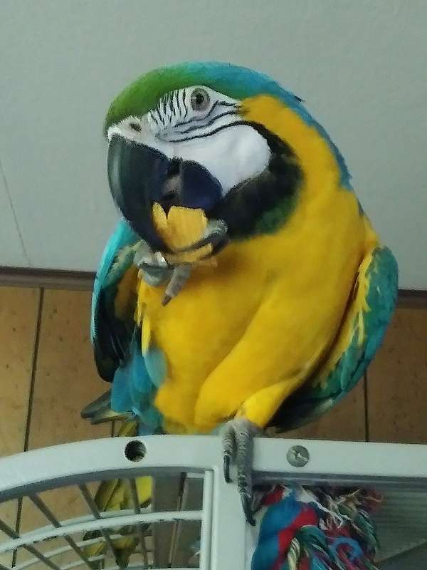 macaw-for-sale-in-warren-oh