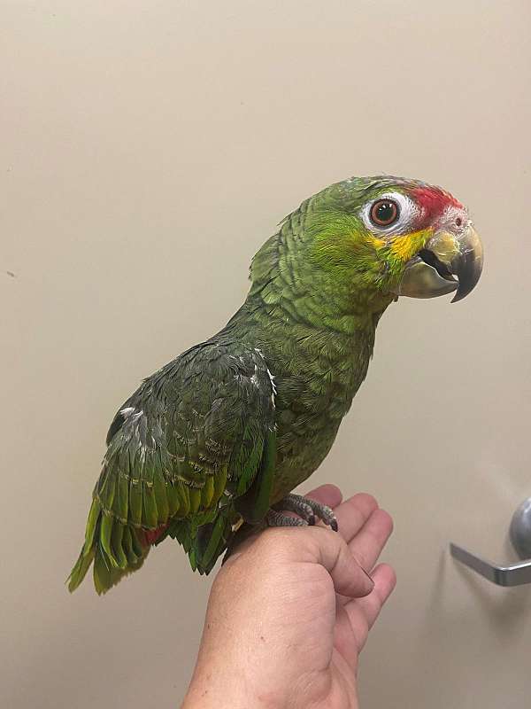 red-lored-amazon-parrot-for-sale-in-north-huntingdon-pa