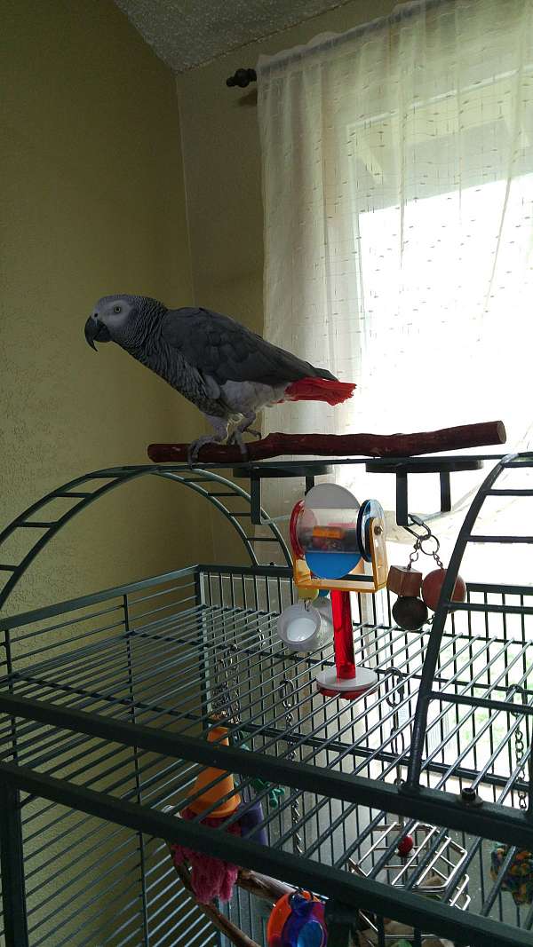 congo-african-grey-parrot-for-sale-in-rio-rico-az