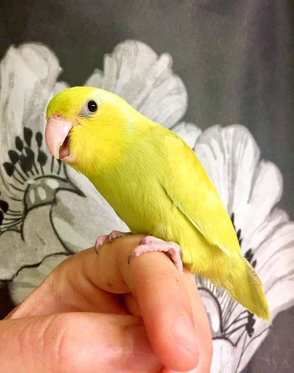 bird-parrot-for-sale-in-st-louis-mo
