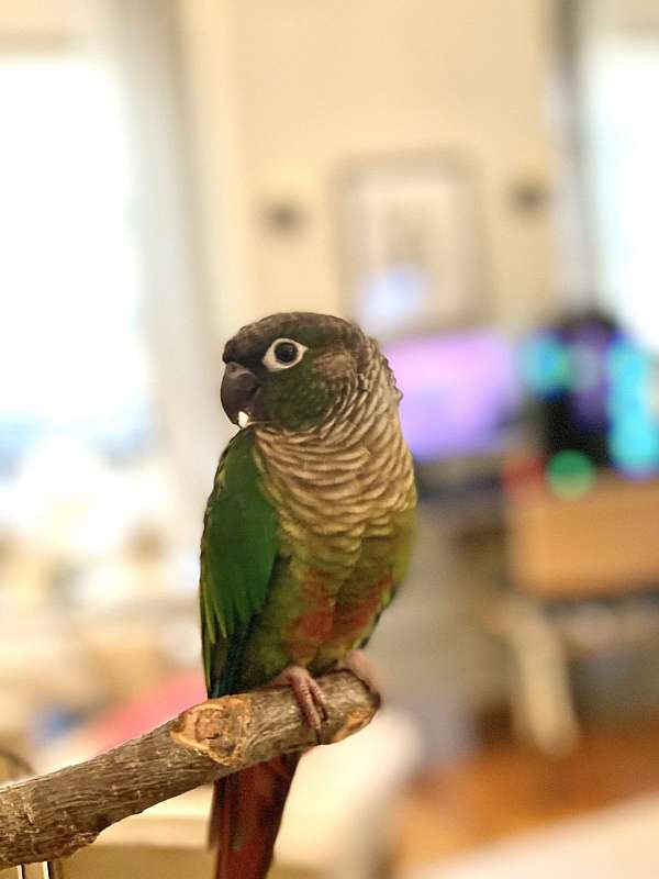 conure-for-sale-in-new-york-ny