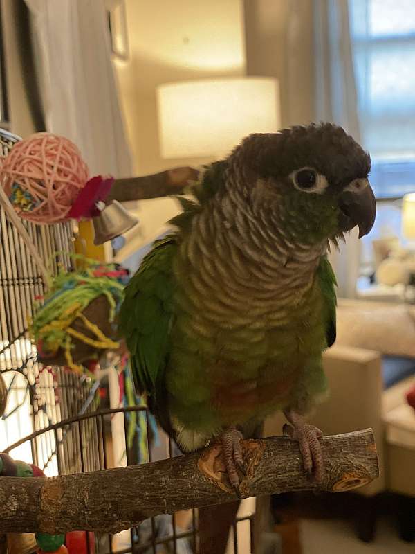 green-cheek-conure-for-sale-in-new-york-ny