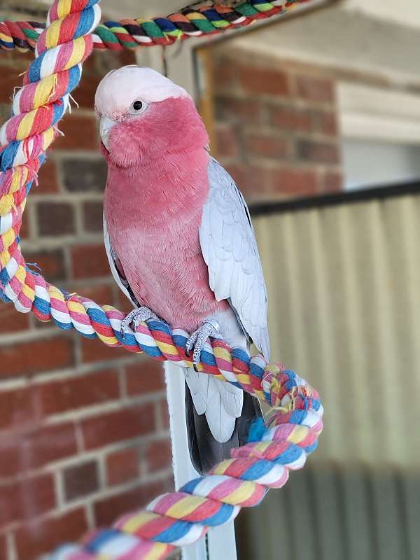 rose-breasted-cockatoo-for-sale-in-scarsdale-ny