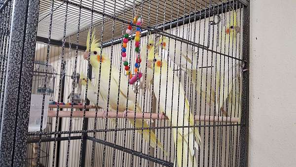 cockatiel-for-sale