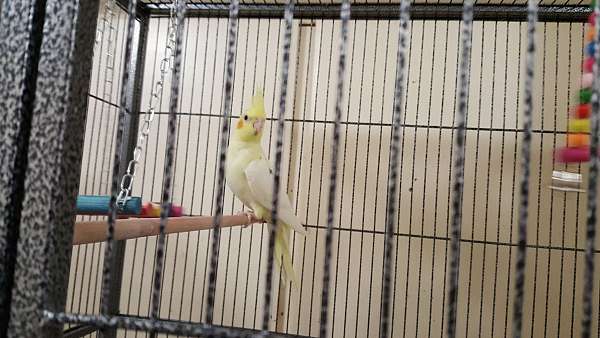 lutino-cockatiel-for-sale