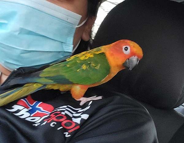 conure-for-sale-in-laurel-md