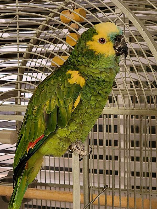 parrot-for-sale-in-marina-ca