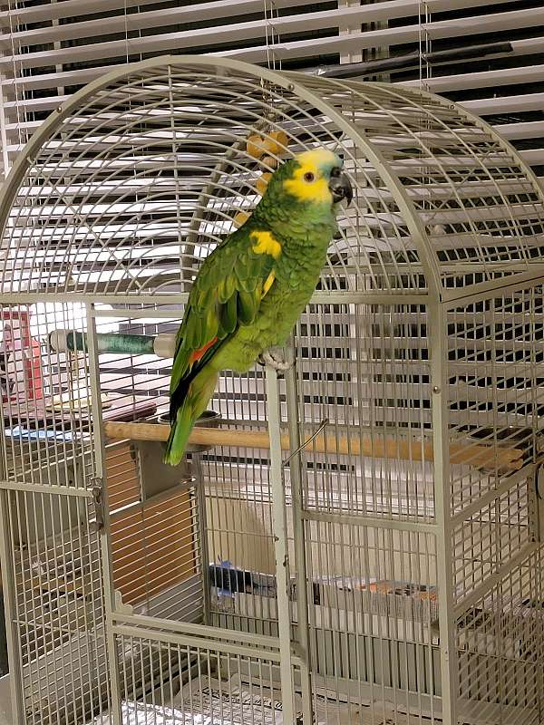 amazon-parrot-for-sale-in-marina-ca