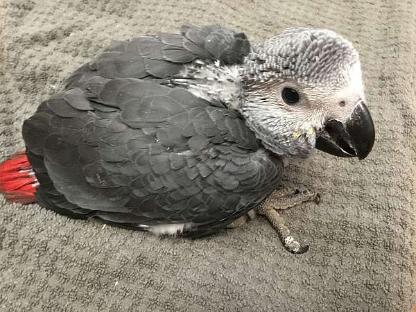 african-grey-parrot-for-sale-in-lincoln-ne