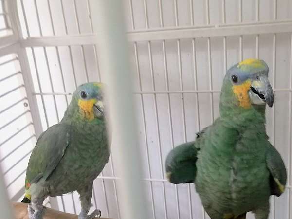 orange-winged-amazon-parrot-for-sale-in-baltimore-md