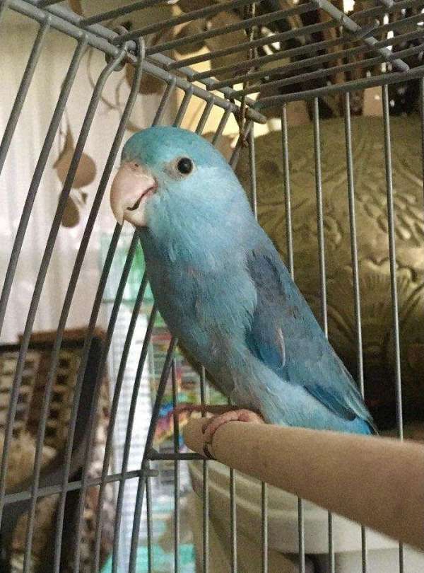 blue-bird-for-sale-in-port-st-lucie-fl