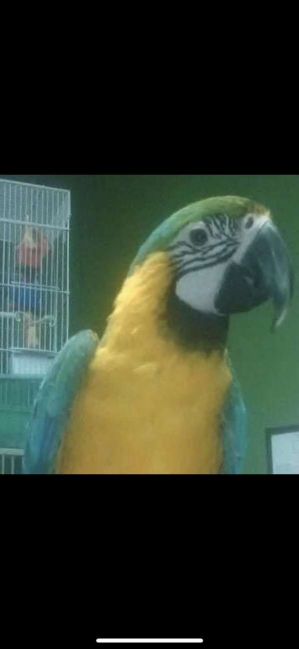blue-gold-macaw-for-sale-in-lebanon-me