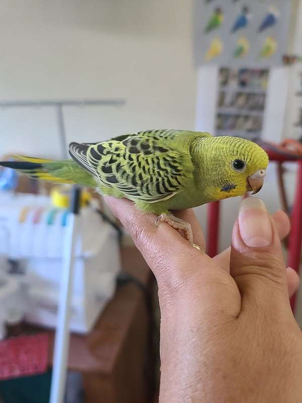 cute-handfed-parakeet-for-sale