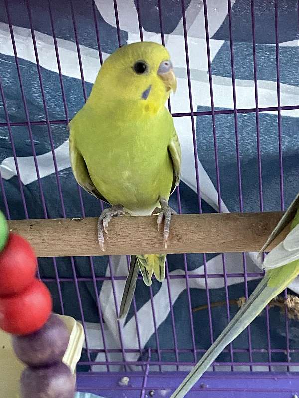 parakeet-for-sale-in-cypress-tx