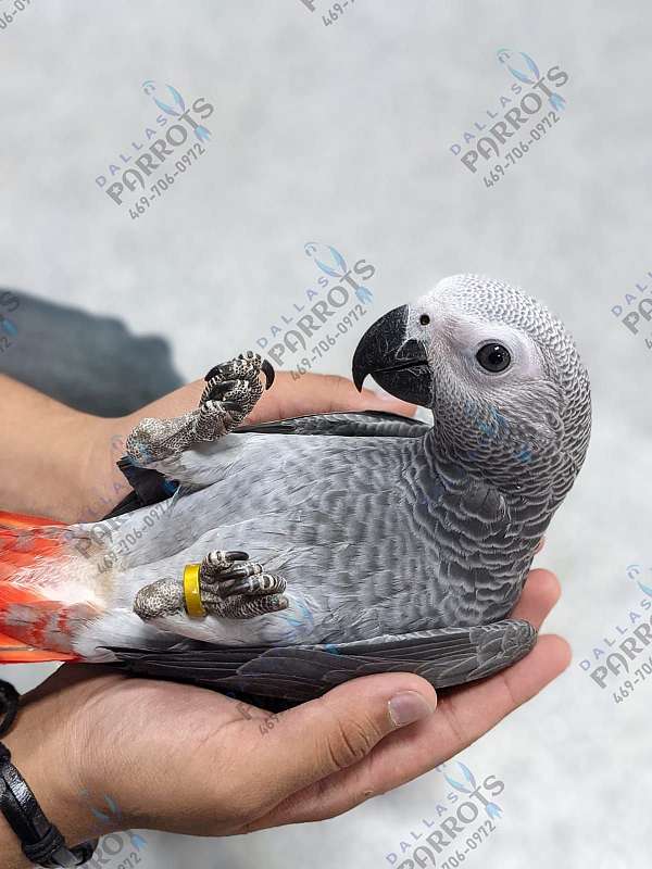 congo-african-grey-parrot-for-sale-in-flower-mound-tx