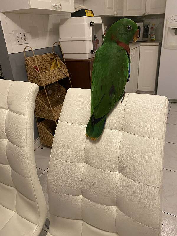 green-eclectus-parrots-for-sale